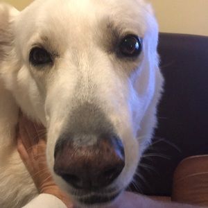 Meet your Posher, Cody